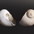 Aquatic Animal Seashells Open And Closed With Spiral Design And Smooth Surface 3d model