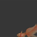 Golden Fish with Large Flowing Fins and Patterned Body on Dark Background with Reflection