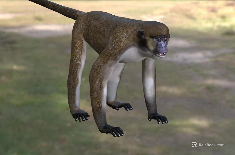 Brown And White Monkey With Long Tail Standing On Grassland Showing Fierce Look 3d model 