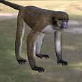 Brown And White Monkey With Long Tail Standing On Grassland Showing Fierce Look