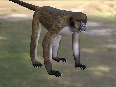 Brown And White Monkey With Long Tail Standing On Grassland Showing Fierce Look 3d model