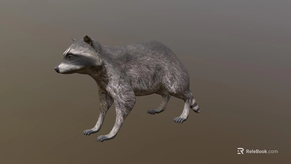 Realistic Raccoon With Grey Fur And Ringed Tail In Natural Pose 3d model 