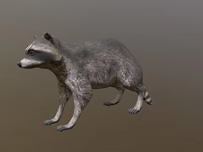 Realistic Raccoon With Grey Fur And Ringed Tail In Natural Pose 3d model