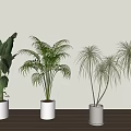 Indoor Potted Plants Different Varieties in White Black Pots on Wooden Floor by Light Wall