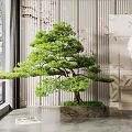 Bonsai Pine Tree in Modern Interior with Light Wall and Window View