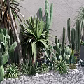 Various Succulent Shrubs And Cacti Against Gray Wall With Gravel Ground
