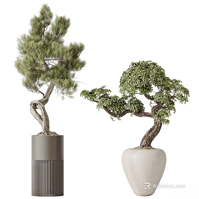 Indoor Bonsai Trees with Twisted Trunks in Gray Cylindrical and White Pots 3d model