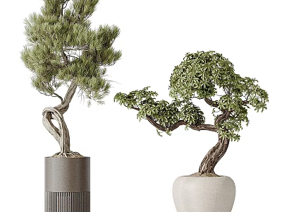 Indoor Bonsai Trees with Twisted Trunks in Gray Cylindrical and White Pots 3d model