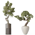 Indoor Bonsai Trees with Twisted Trunks in Gray Cylindrical and White Pots 3d model