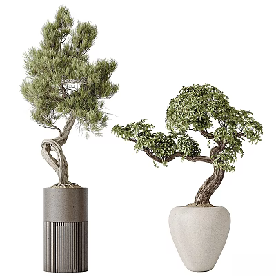Indoor Bonsai Trees with Twisted Trunks in Gray Cylindrical and White Pots 3d model