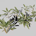 Ornamental Alpinia zerumbet Plant With Green Red Variegated Leaves And Tropical Foliage