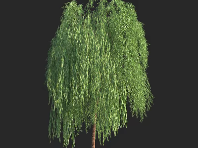 Weeping Willow Tree With Lush Green Drooping Branches And Vibrant Leaves 3d model