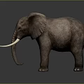 Realistic Elephant With Long Tusks Large Ears And Rough Skin On Dark Background