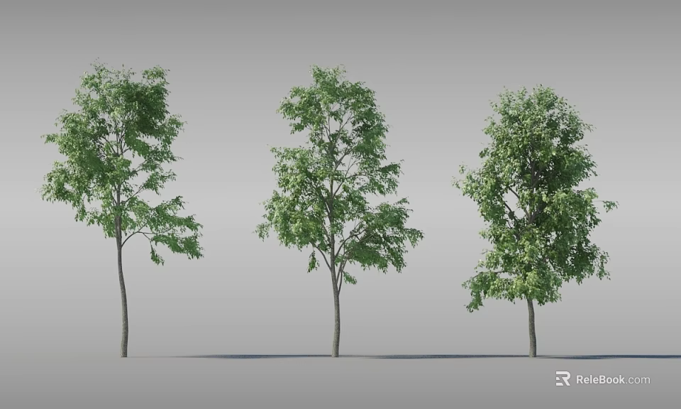 Three Arbor Trees With Slender Trunks And Lush Green Foliage On Gray Background 3d model