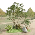 Outdoor Natural Landscape With Main Tree Small Shrubs Green Grass And Large Stone