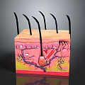 Human Skin Organ Hair Cross Section Structure With Hair Follicles And Anatomical Details