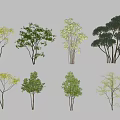 Various Arbor Species With Green Foliage And Different Growth Forms 3d model