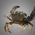 Close Up View Of Dark Colored Patterned Crab With Large Claws On Gray Background