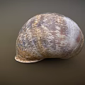 Natural Textured Snail Shell With Spiral Pattern And Earthy Tones 3d model