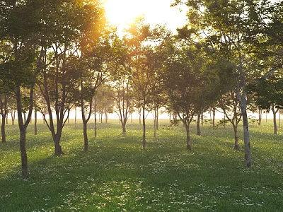 Sunlit Arbor Forest With Green Grassland And Sunlight Through Leaves 3d model