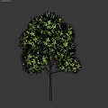 Green Tree with Brown Trunk and Dense Green Leaves Against Gray Background