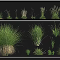 Various Grasses And Herbs Collection Featuring Bath Grass Japanese Blood Grass And Wuje Mang
