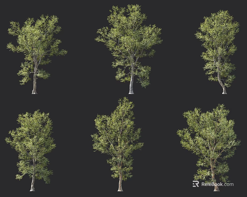 Green Leafy Arbor Trees Shown In Various Growth Forms On Black Backdrop 3d model