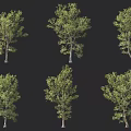 Green Leafy Arbor Trees Shown In Various Growth Forms On Black Backdrop 3d model