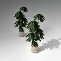 Two Green Bonsai Potted Plants in White Ceramic Pots with Natural Light