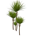 Lush Green Shrubs With Leafy Branches For Garden Landscaping Design