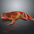 Red Frog With Green Abdomen And Stretched Limbs On Dark Reflective Surface