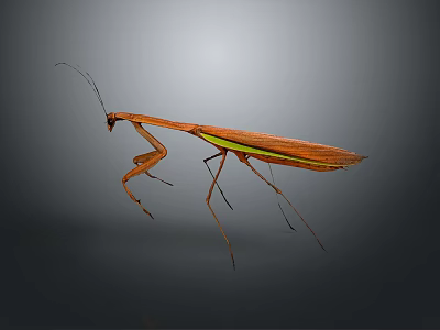 Brown Green Praying Mantis With Long Legs And Wings On Gray Background 3d model