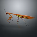Brown Green Praying Mantis With Long Legs And Wings On Gray Background