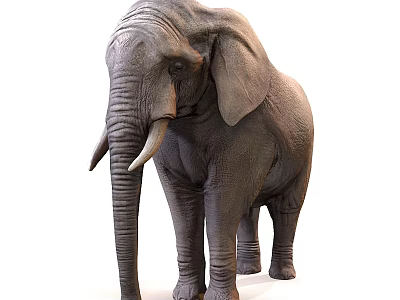 Reptile Lizard With Scaly Skin And Long Tail In Natural Habitat 3d model