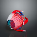 Medical Eyeball Anatomical Model With Detailed Vascular And Internal Structure