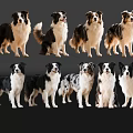 Eight Border Collies In Various Poses With Black Background And Shiny Surface