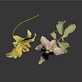 Yellow Lily Flower and Wilted Plant with Green Leaves on White Surface