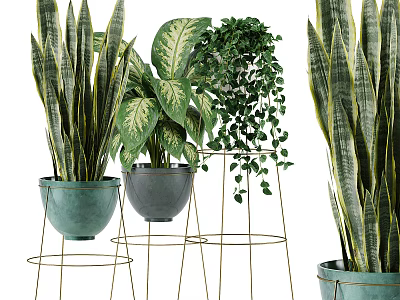 Lush Potted Green Plants In Ceramic Pots With Variegated And Long Leaves On Metal Stands 3d model