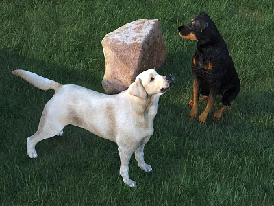 Two Dogs Labrador And Rottweiler Standing On Green Grass With Large Rock 3d model