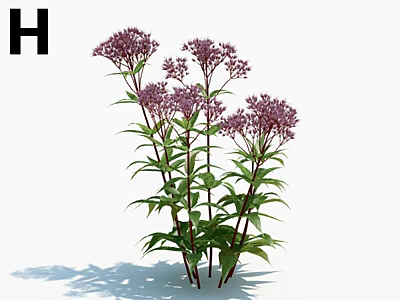 Beautiful Purple Flowers With Green Leaves And Multiple Stems Growing In Cluster On White Background 3d model