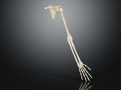 Anatomical Human Arm Skeletal Organ Structure Model Showing Bone Details 3d model