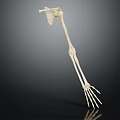 Anatomical Human Arm Skeletal Organ Structure Model Showing Bone Details 3d model