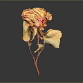 Withered Dried Rose with Orange Red Petals Dried Leaves and Red Stem in Dark Background