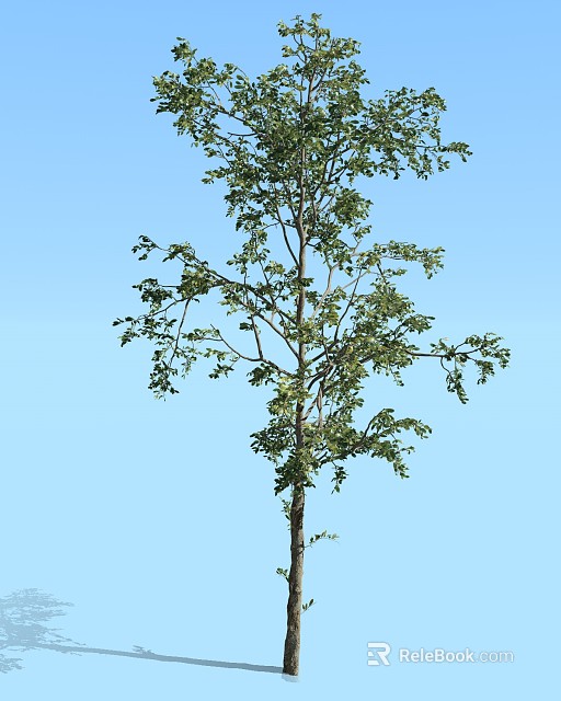 Tall Healthy Arbor With Lush Green Foliage And Thick Branches Against Clear Blue Sky 3d model 