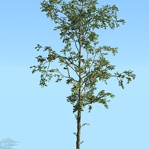 modern tree plant arbor 3d model