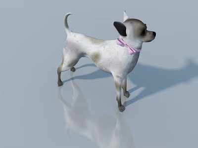 Adorable White and Light Brown Chihuahua Standing with Pink Bowtie on Light Background with Reflection 3d model