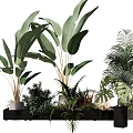 Stylish Indoor Potted Plants Collection With Diverse Green Leaves On Black Shelf