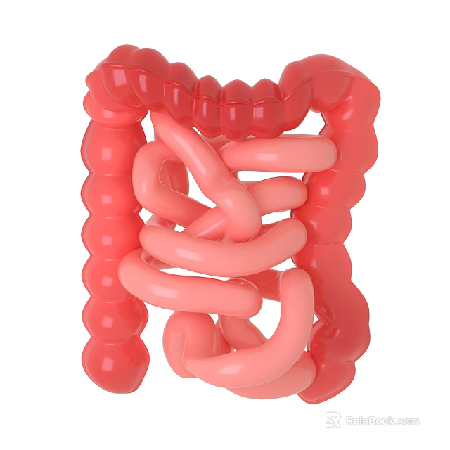 Detailed 3D Anatomical Model of Human Abdominal Organs With Intestines Structure 3d model 