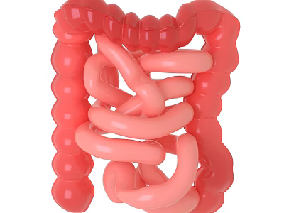 Detailed 3D Anatomical Model of Human Abdominal Organs With Intestines Structure 3d model