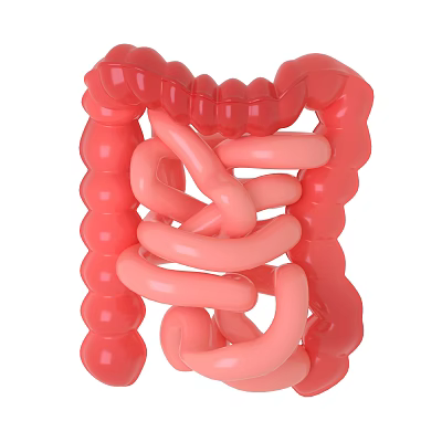 organ intestine large intestine small intestine 3d model